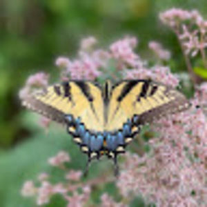 Meet your Posher, Mjc